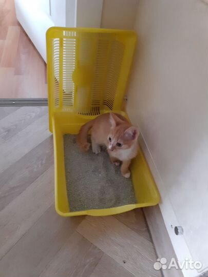 Кошка в дар бесплатно