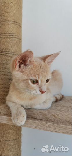 Персиковый котенок мальчик Пирс