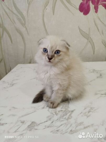 Кошки