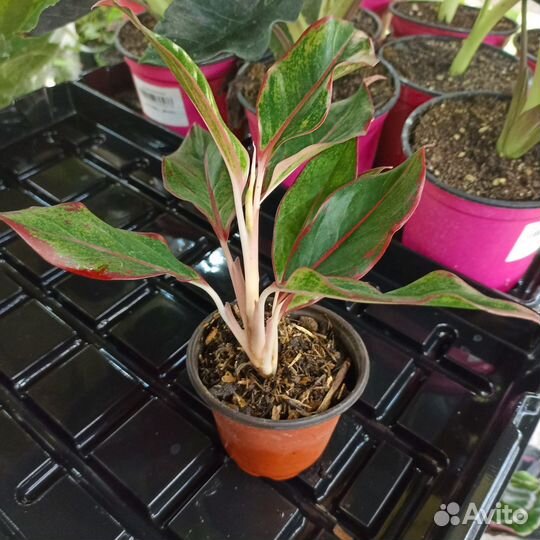 Аглаонема Аврора