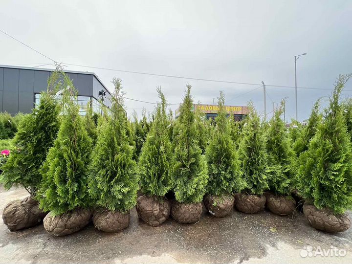 Туя смарагд/smaragd 180-200 см