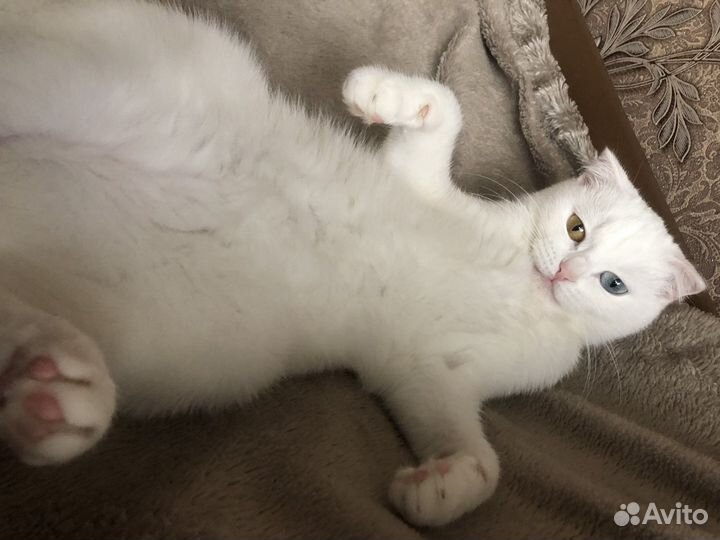 Вязка кошечка