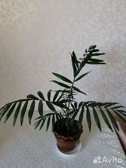 Пальма хамедорея