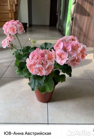 Пеларгония герань сортовая