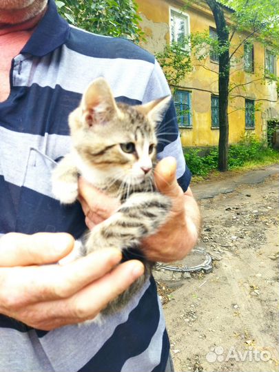 Котята в добрые руки бесплатно