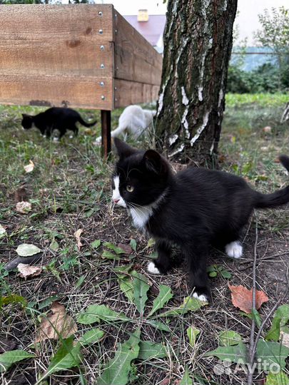 Котики в добрые руки
