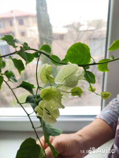 Бугенвиллея