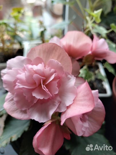 Бегония элатиор