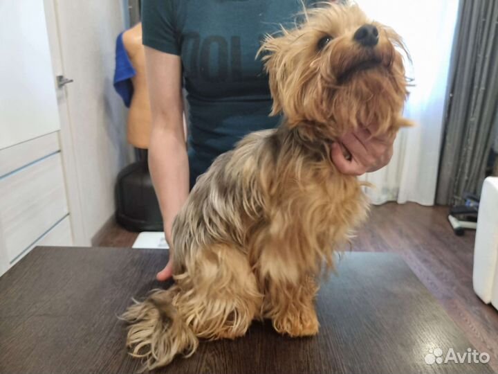 Стрижка собак и кошек