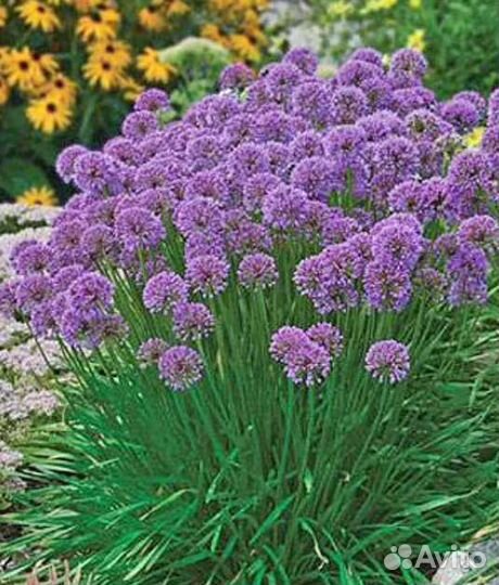 Лук декоративный