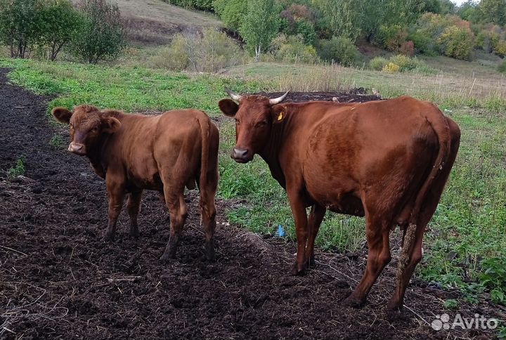 Корова с теленком