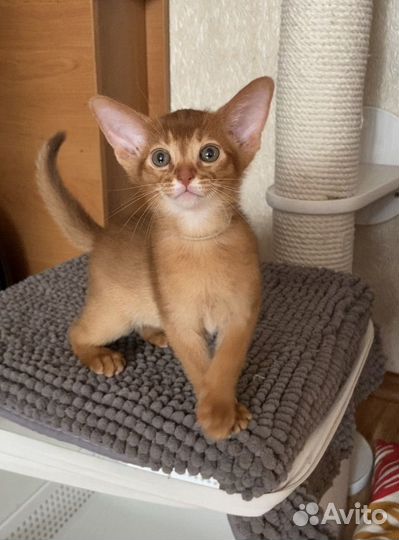 Абиссинские котята