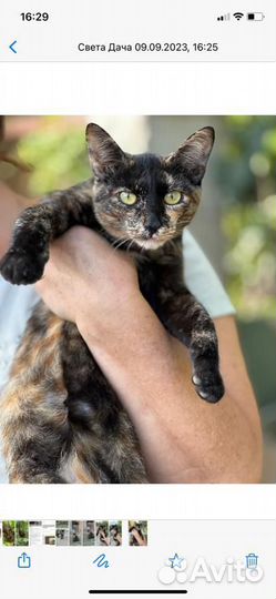 Кошечка в добрые руки