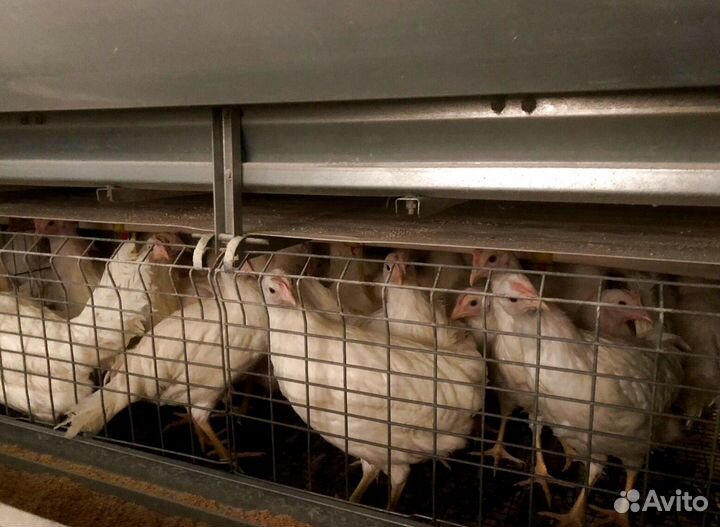Куры несушки молодки
