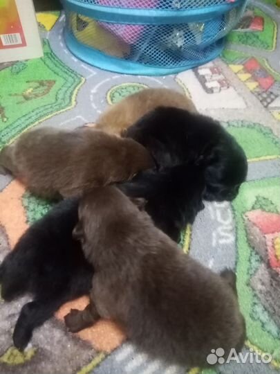 Щенки шпица