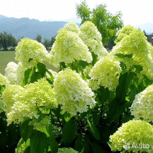 Гортензия метельчатая