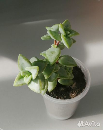 Крассула наскальная. Crassula rupestris