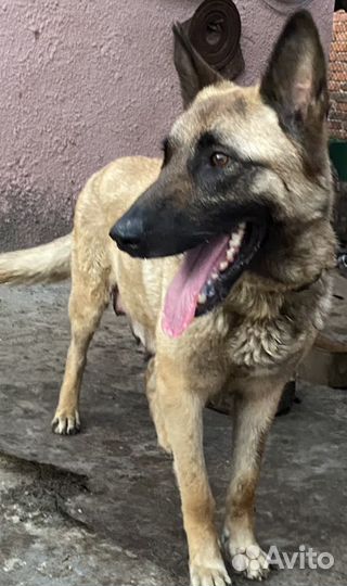 Щенки овчарки