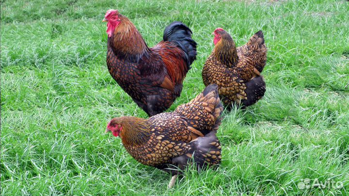 Инкубационное яйцо и цыплята породных кур