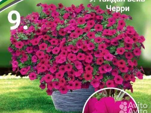 Рассада ампельной петунии