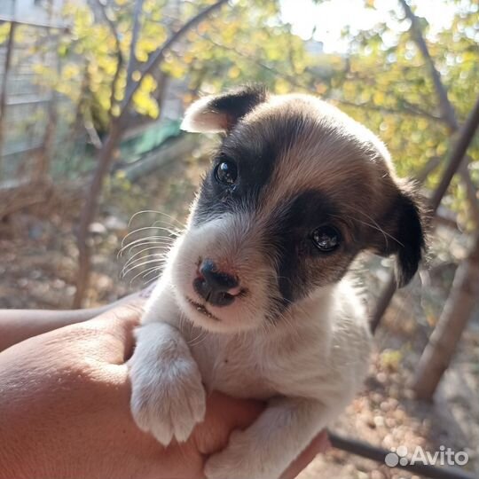 Щенок мальчик в добрые руки