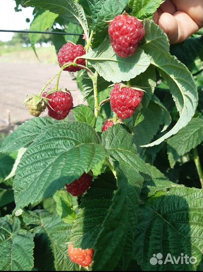 Саженцы малины