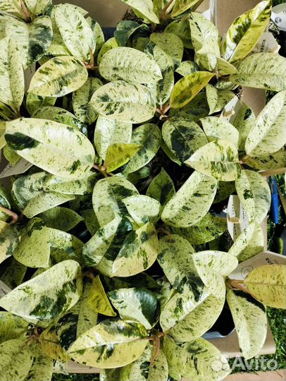 Фикус шривериана