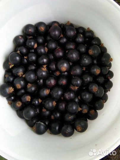 Малина, смородина, вишня