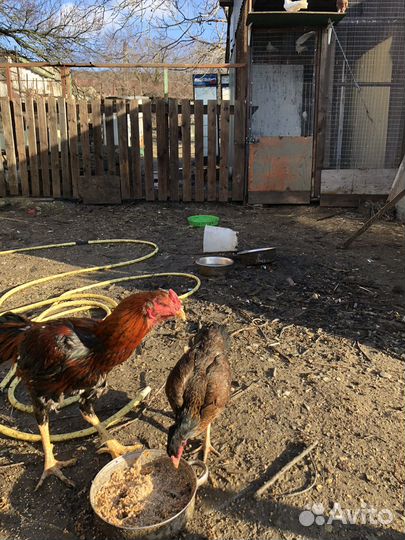 Бойцовый петух и курочка