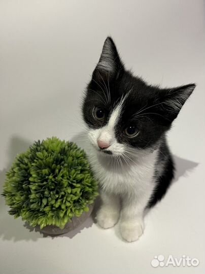 Котенок 2 месяца