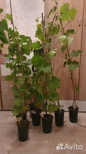 Саженцы винограда