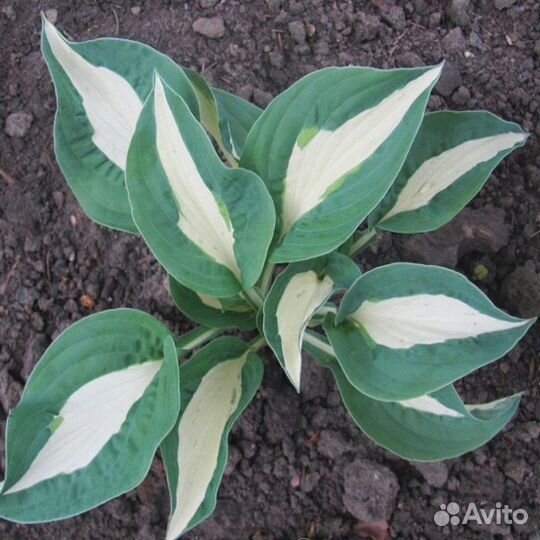 Хосты разные