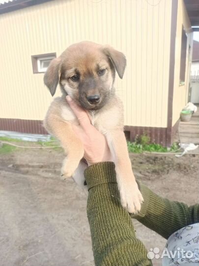 Щенок в добрые руки бесплатно
