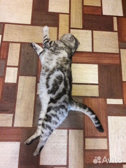 Вязка. Скотиш фолд