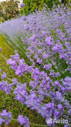 Саженцы лаванды. Экстра. 