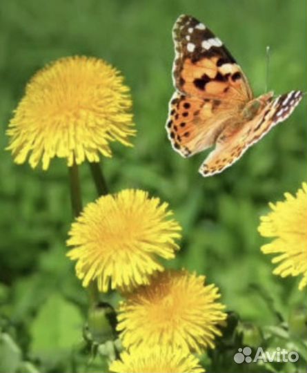 Свежая Крапива, Сныть, Чистотел, Одуванчик