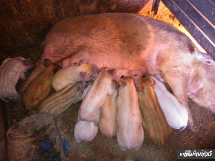 Поросята ландрас и мангал