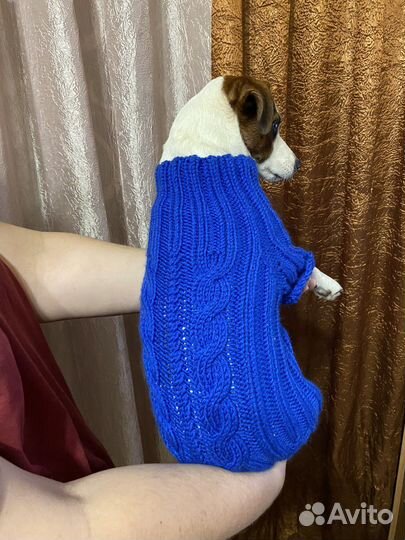 Одежда для мелких собак