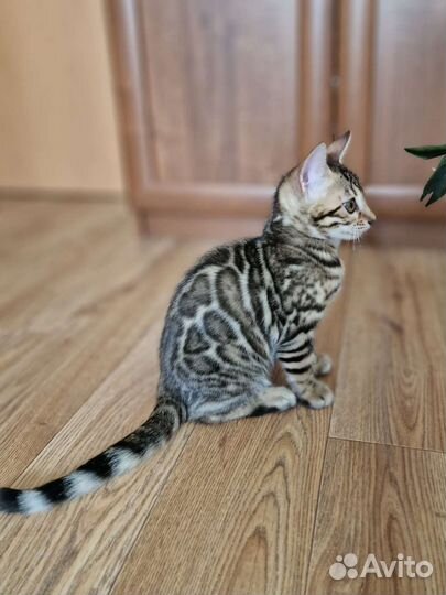 Бенгальские котята
