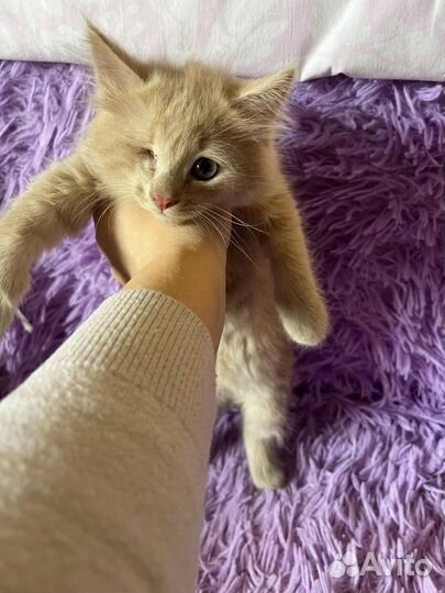 2 котика 2 мес выброшены двуногими уродами