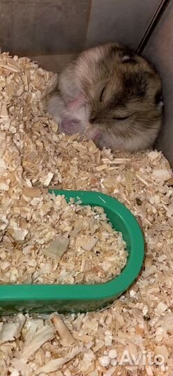 Джунгарский хомяк мальчик