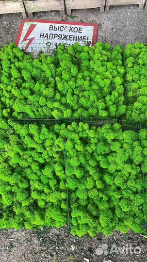 Стабилизированный мох ягель Оливковый