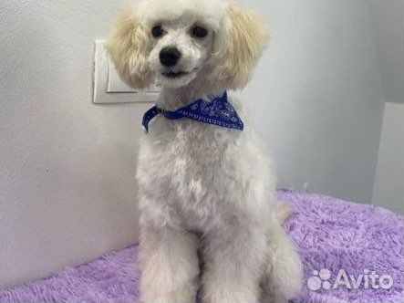 Груминг стрижка животных