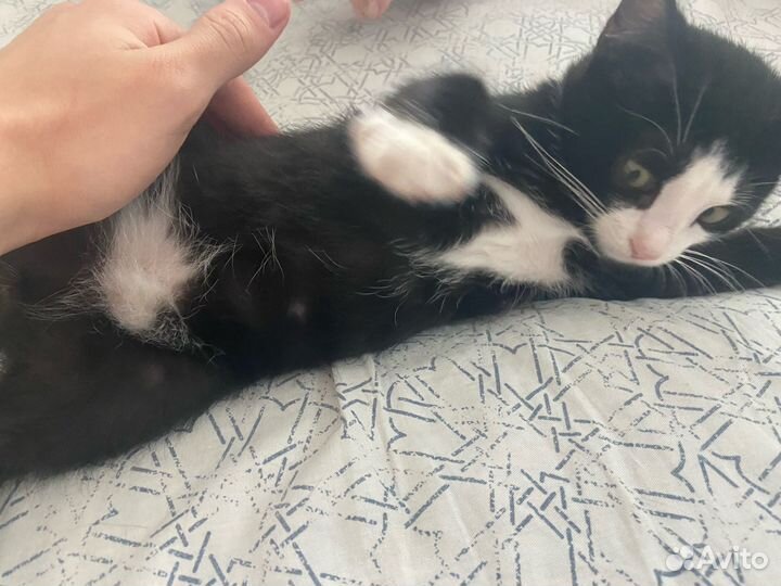 Отдам котенка вместе с домиками и лотком, 3 месяца