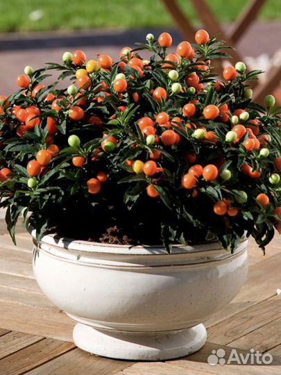 Паслен комнатный (соланум)