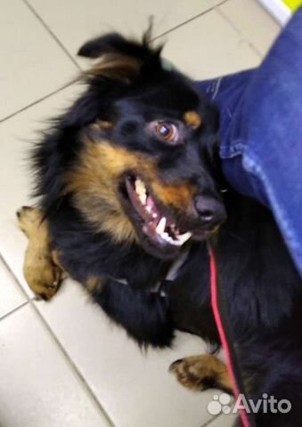 Барни 1,5 года