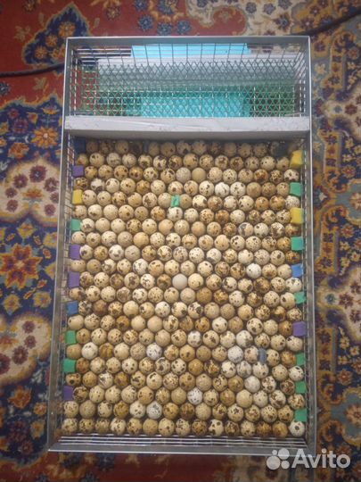 Инкубационное яйцо перепелов