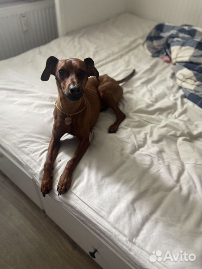 Передержка и ситтинг собак