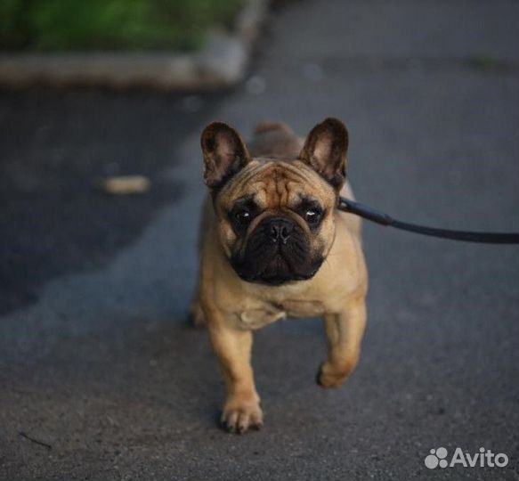 Вязка - французский бульдог кобель
