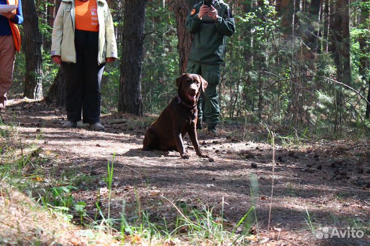 Дрессировка собак